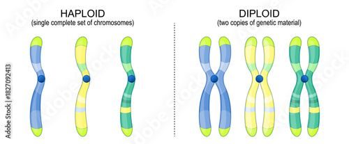 Diploid and Haploid chromosomes