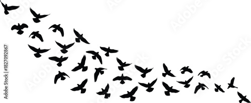 Silhouette flock of birds flying, black vector pigeons migrating in sky, isolated nature illustration on white background, freedom concept art.