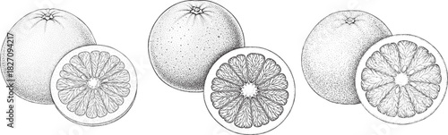 Engraving art three sets of oranges, each with a whole fruit and a sliced half, depicted in a detailed black and white stipple art style