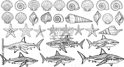 Vintage marine life vector set, hand-drawn seashells, starfish, and various shark species, retro engraving nautical illustration collection.