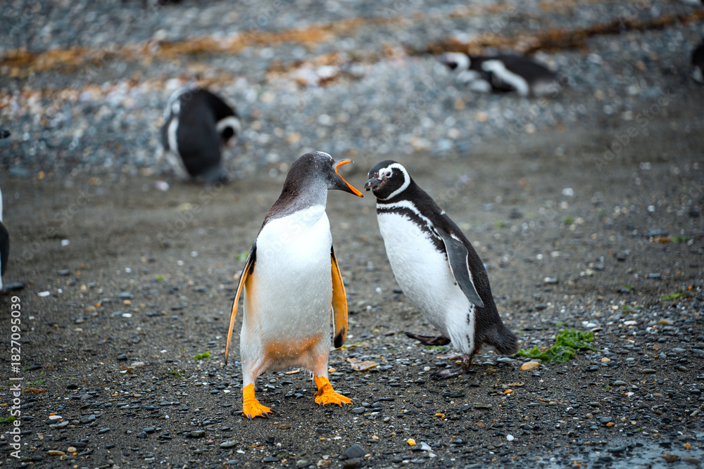 Naklejka premium Gentoo penguins on the island Isla Martillo in Ushuaia, Argentina in Tierra del Fuego of Patagonia