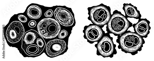 Hand-drawn biological cells vector set in woodcut style. Abstract microscopic organisms and organic tissue texture.