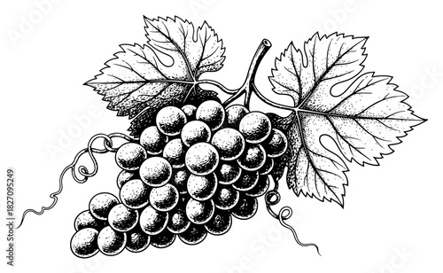 Bunch of grapes with leaves vector illustration in vintage woodcut style showing ripe fruit on vine suitable for wine label and vineyard branding design