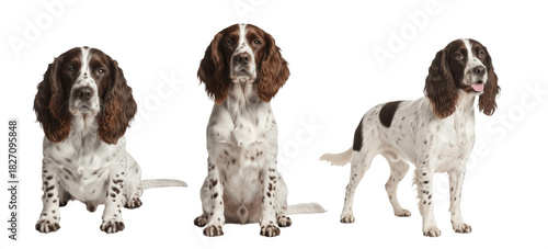 Title English Springer Spaniel Dog Breed Purebred Sporting Group Hunter Isolated