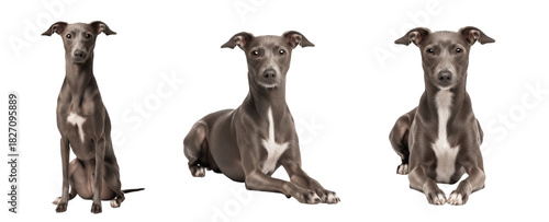 Obraz na plátně Italian Greyhound Dog Breed Purebred Toy Group Sighthound Isolated