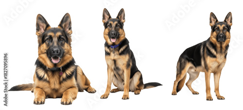 German Shepherd Dog Breed Purebred Herding Group Working Dog Isolated