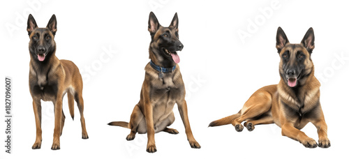 Belgian Malinois Dog Breed Purebred Herding Working Dog Isolated