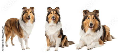 Rough Collie Dog Breed Purebred Herding Group Companion Isolated