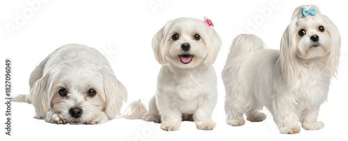 Maltese Dog Breed Purebred Toy Companion Lap Dog Isolated