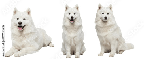 Samoyed Dog Breed Purebred Working Group Sled Dog Isolated