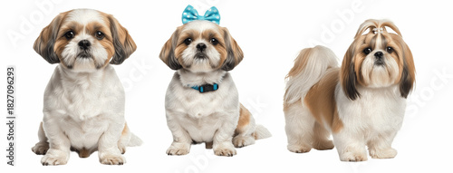 Cute Shih Tzu Dog Sitting Wearing Blue Bow and Collar Isolated on White Background Studio Portrait