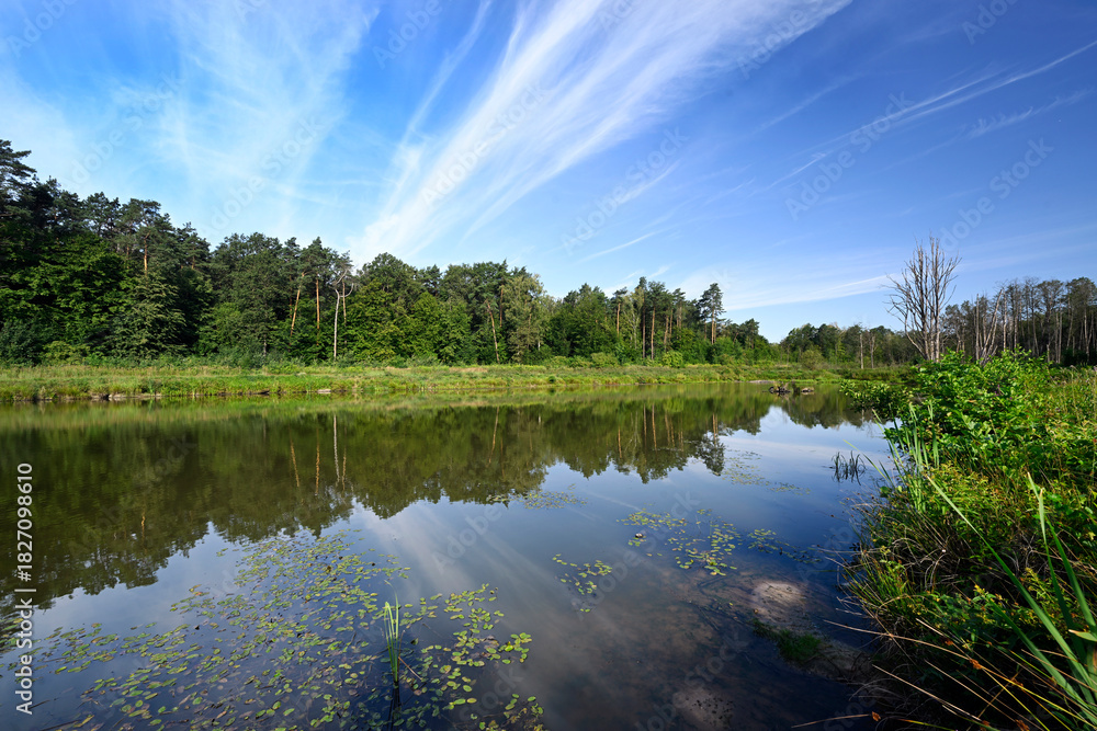 Obraz premium Beautiful summer day over the small pond in the forest