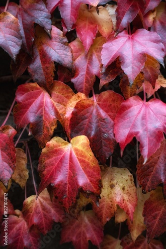 red maple leaves