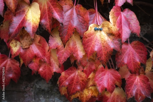 red autumn leaves