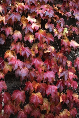 Red and green ivy climbing on the wall. Autumn background.