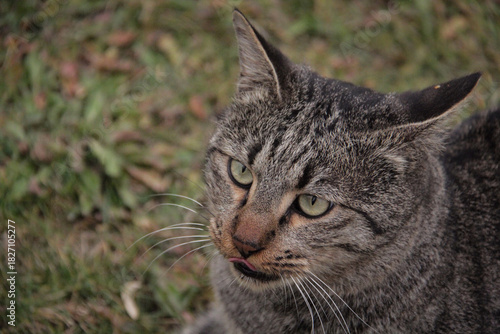 Wallpaper Mural Cats waiting for food in a park in Tehran Torontodigital.ca