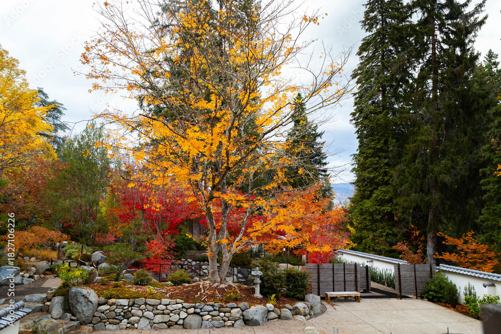 Naklejka premium Japanese Garden Colorful Trees at Lithia Park Golden Fall in Ashland