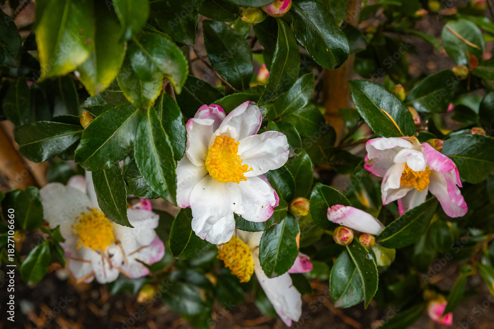 Fototapeta premium Sasanqua Camellia blooming close up