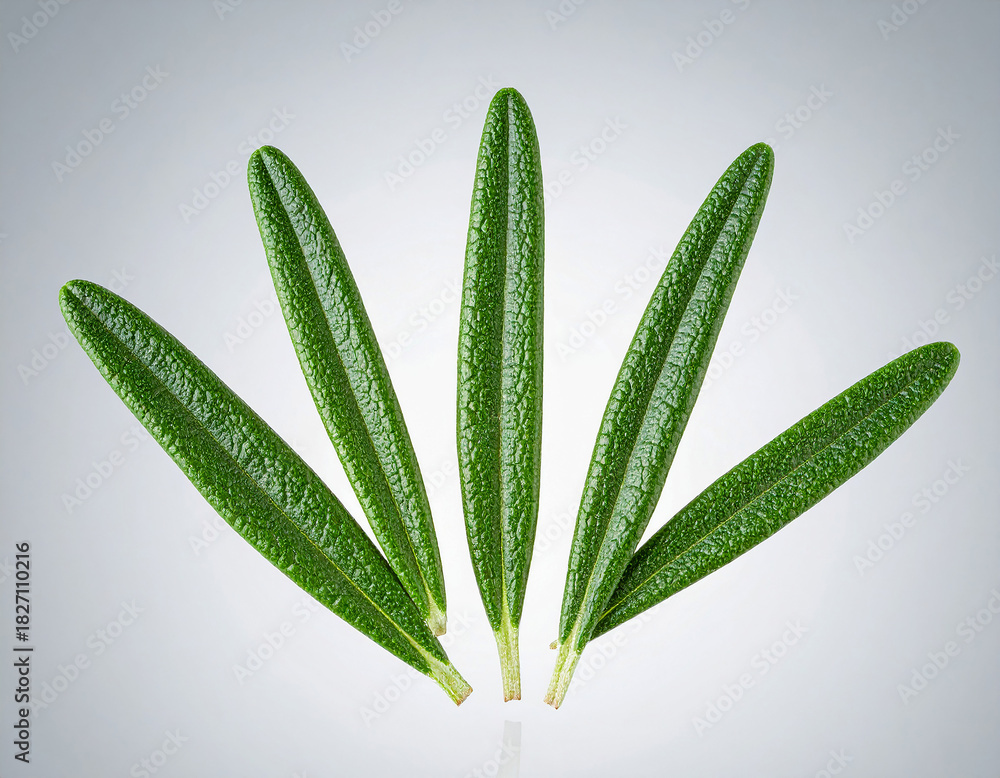 Obraz premium 식물-허브-로즈마리-로즈마리 잎