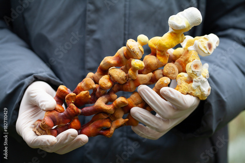 Reishi mushroom - fruiting body of Ganoderma multipileum medicinal fungi, used in traditional Chinese medicine.