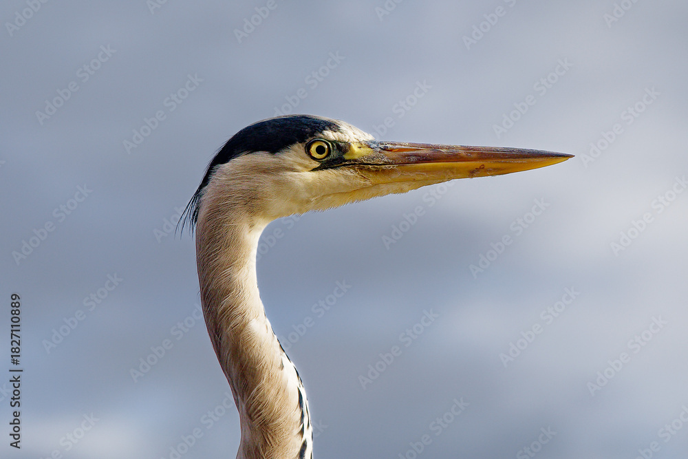 Obraz premium great blue heron