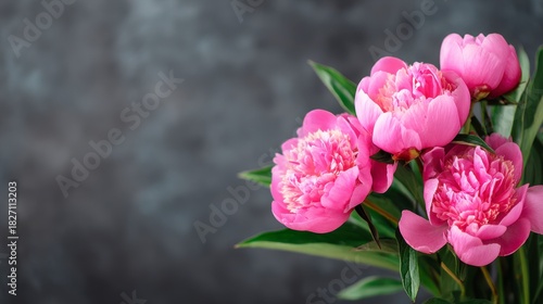 Vibrant Pink Peony Flowers Against a Soft Grey Background, Capturing the Essence of Natural Beauty and Springtime Blooming in Full Glory