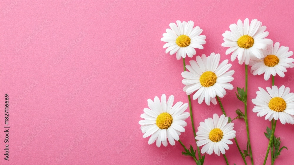 Obraz premium A Beautiful Arrangement of Daisies Displaying Freshness and Vibrancy Against a Soft Pink Background, Perfect for Spring and Floral Inspired Designs