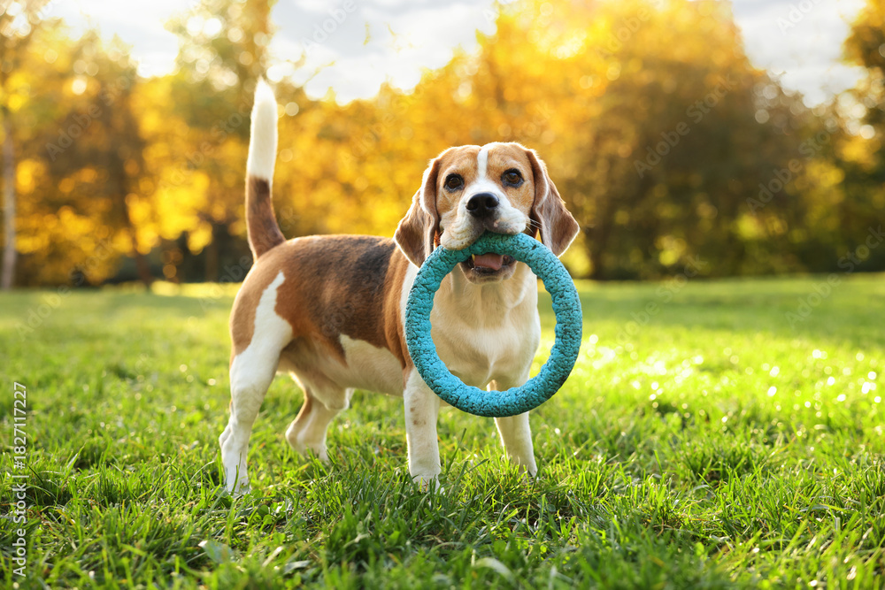 Obraz premium Cute Beagle dog with ring toy in autumn park