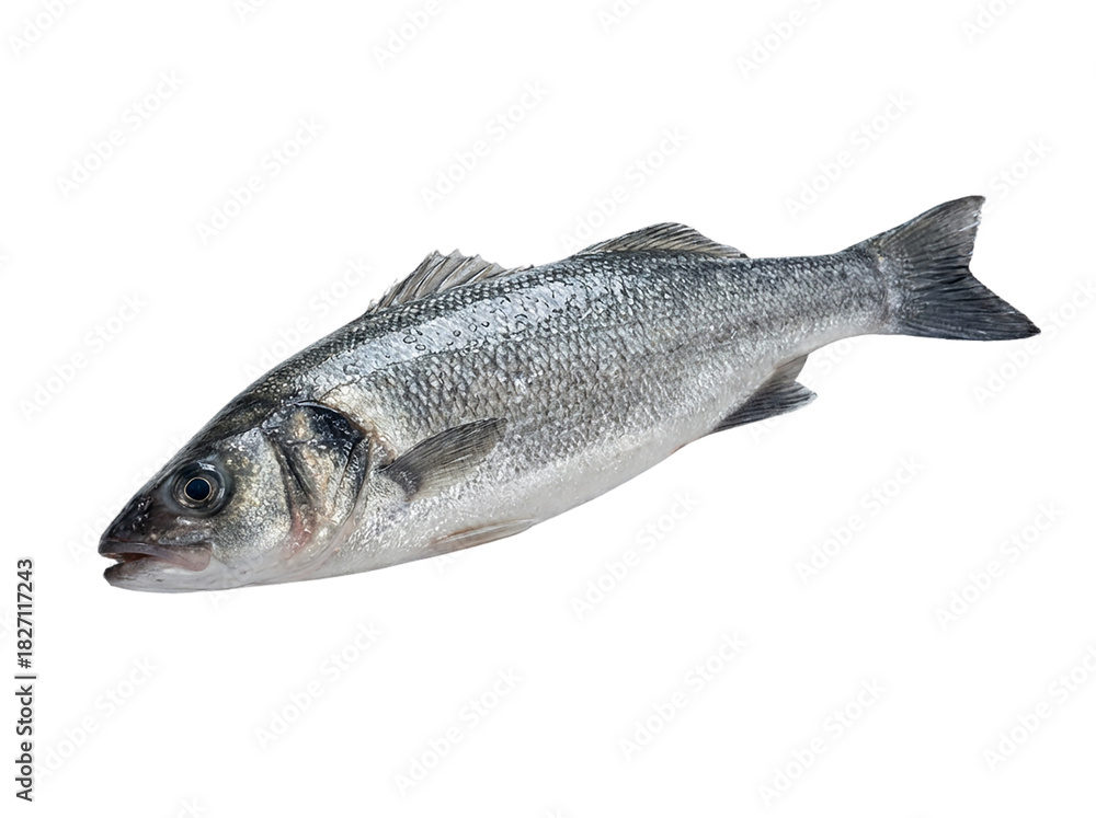 Naklejka premium Whole seabass fish isolated on transparent background, cutout, png cutout