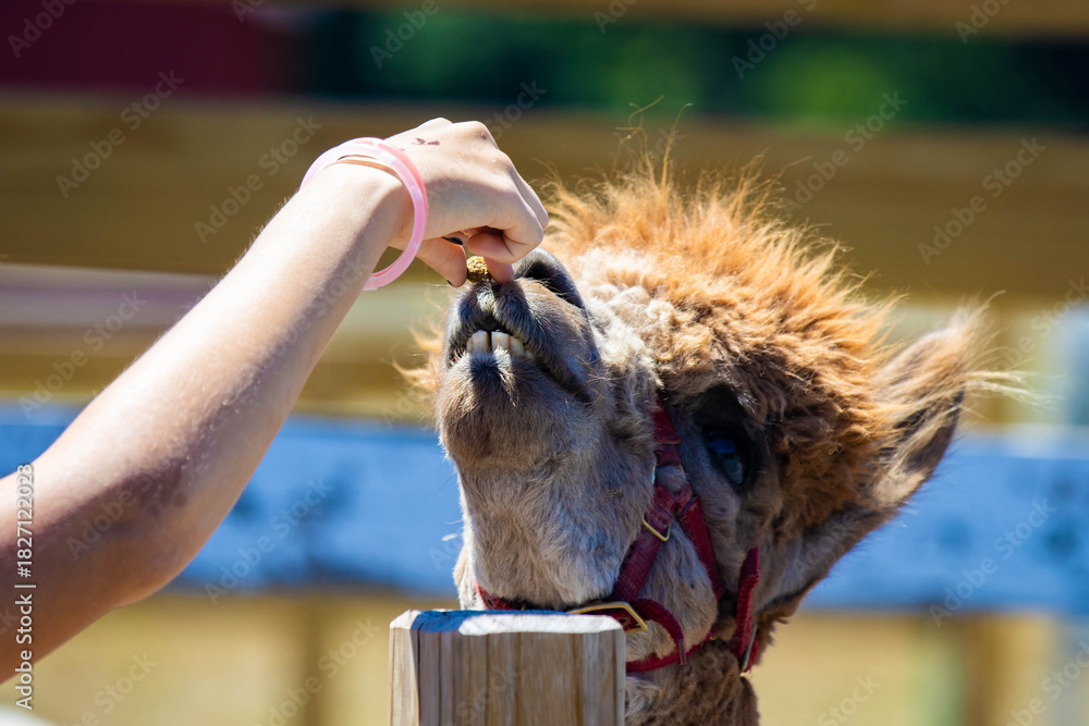 Obraz premium Alpaca Portrait Being Fed by Hand at Farm Experience