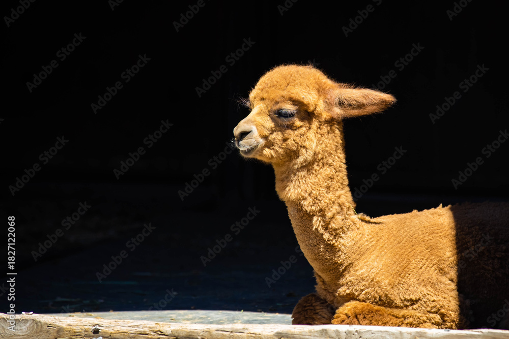 Obraz premium Cute Baby Alpaca Portrait at the Farm