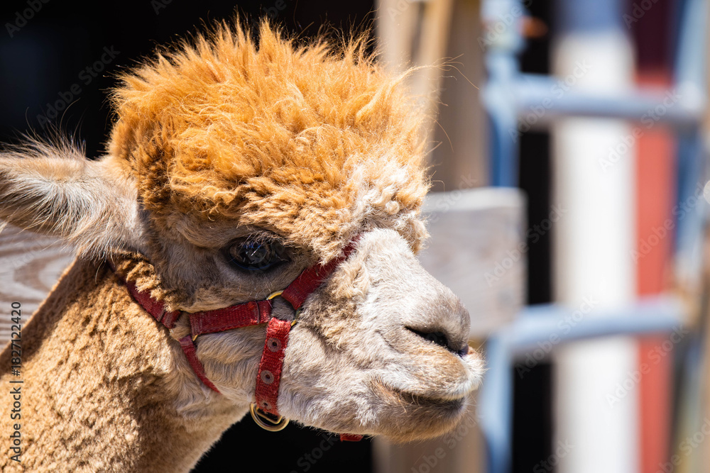 Obraz premium Cute Baby Alpaca Portrait at the Farm