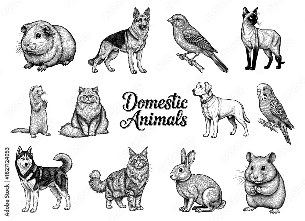 Obraz premium Domestic animals set with dog, cat, bird, rabbit and hamster engraving
