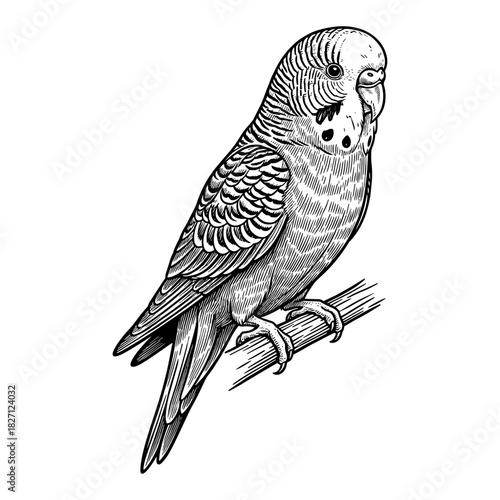 Budgerigar on branch in line art style