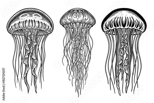 Jellyfish in vintage line art style