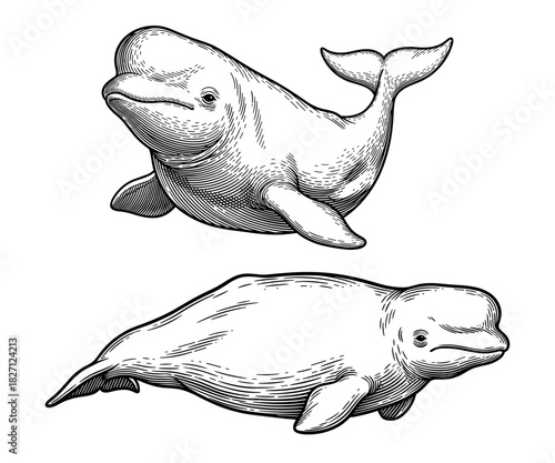 Beluga whales in vintage line art style