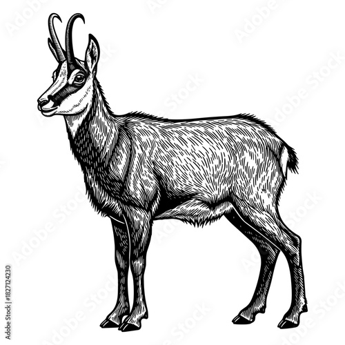 Chamois in vintage line art style