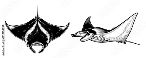 Manta rays in vintage line art style