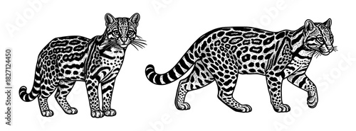 Clouded leopard in detailed line art