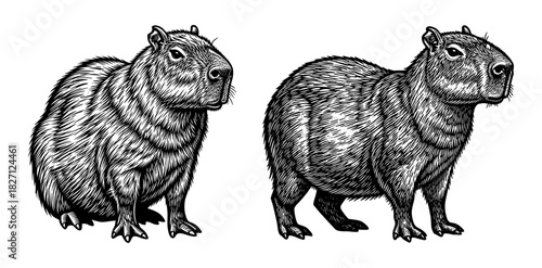 Capybara in detailed line art style