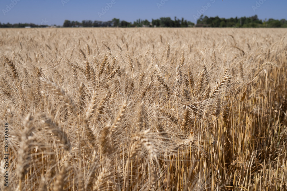 Fototapeta premium View of a golden wheat field ready for harvest