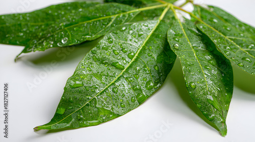 Green leaves glisten with dew on a white surface. Clean, fresh texture works well for nature branding, product showcases, or posters.