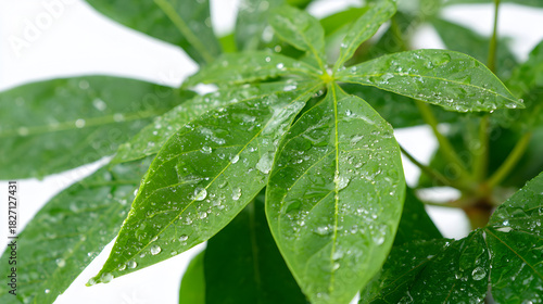 Green leaves glisten with water droplets on a white background for product photography.