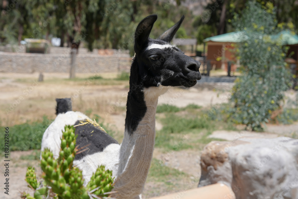 Obraz premium Camélido andino de perfil