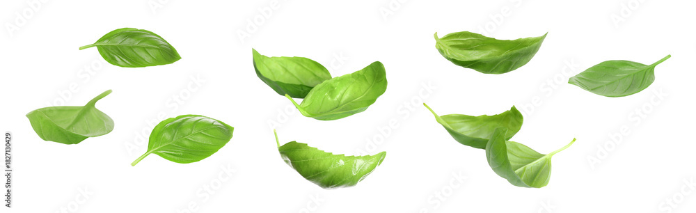 Fototapeta premium Fresh green basil leaves on white background, collage
