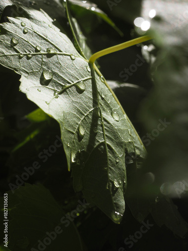 Water droplets shining on grape leaf.