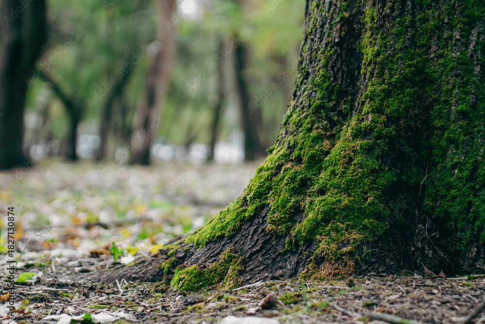 Fototapeta premium Vibrant green moss growing on the textured bark of an old forest tree trunk