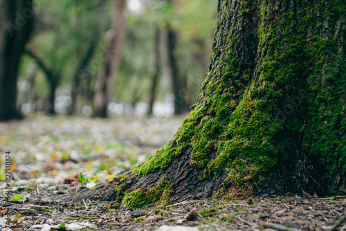 Vibrant green moss growing on the textured bark of an old forest tree trunk 