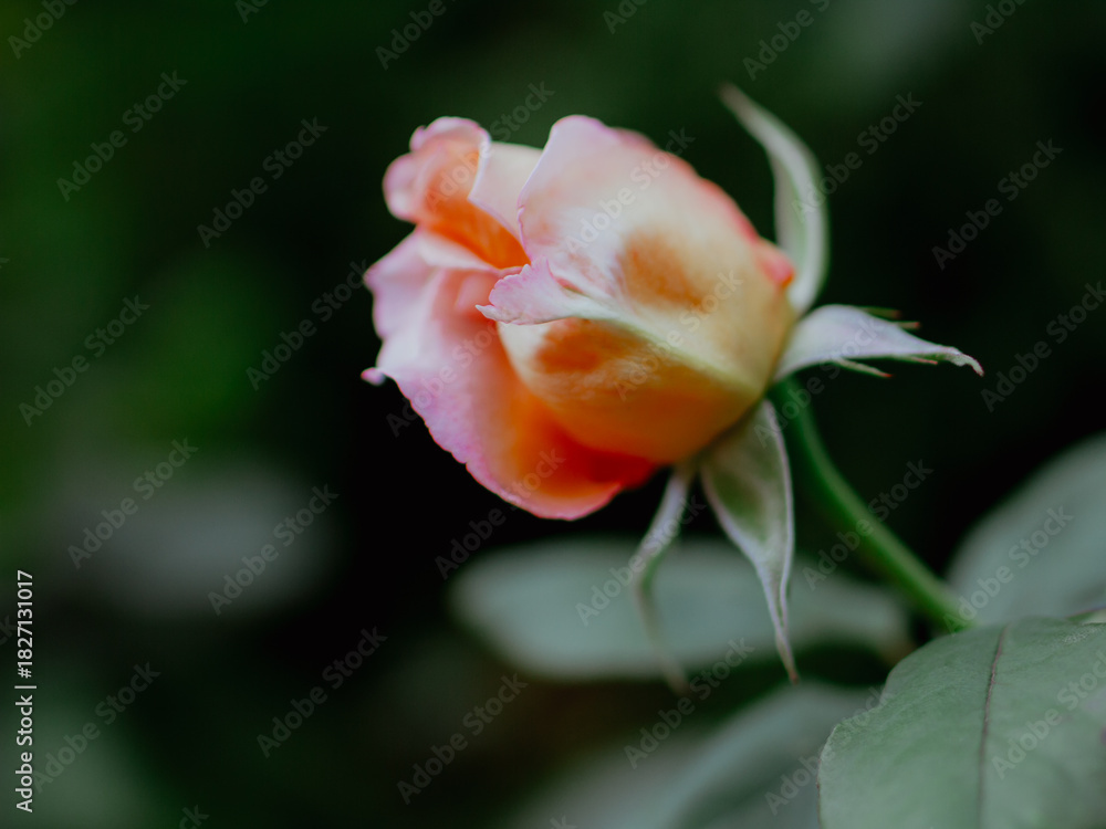 Naklejka premium Romantic orange rose bud emerging from deep green garden shadows