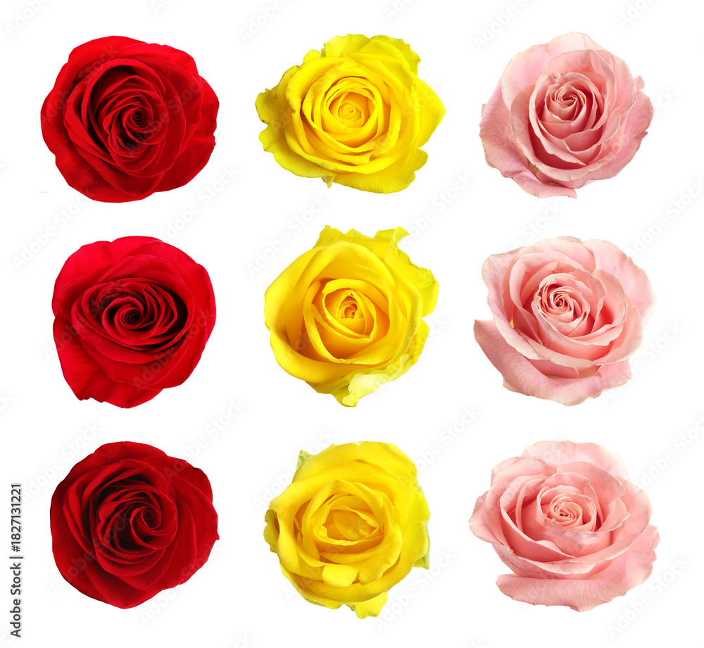 Obraz premium Collection of beautiful roses isolated on white